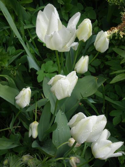 KWIATY JPG - Tulipany białe3.JPG