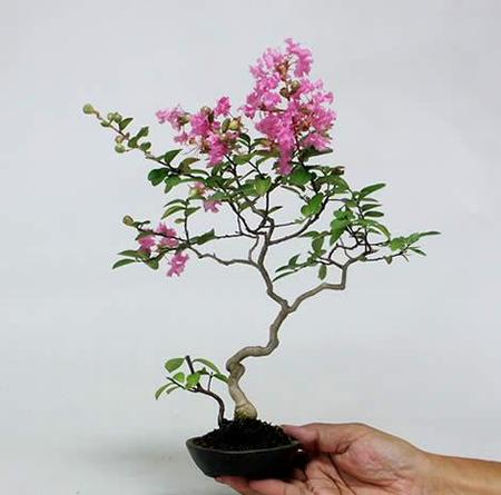 drzewka bonsai - 5.jpeg