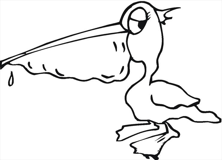 pelikan - pelikan - kolorowanka ptaki 9.gif