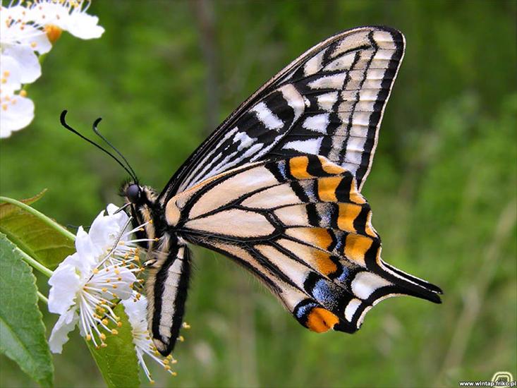 Motyle - motyle0025.jpg