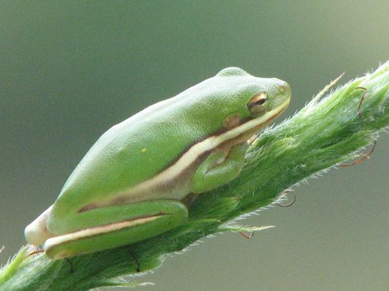 Żabki - Frog-5.jpg