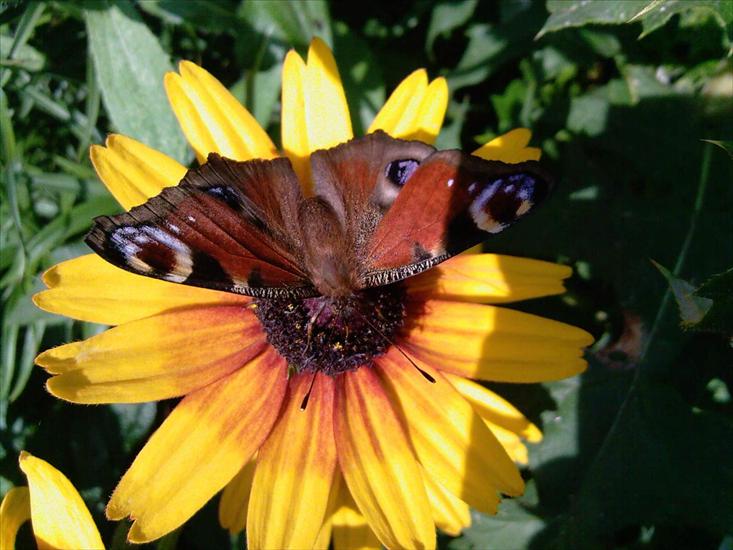 Motyle na kwiatach - M 38.jpg