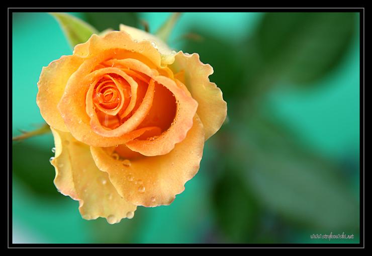 róże - Roza_-_fotografie_rozy_-_na_zielonym_tle_1546.jpg