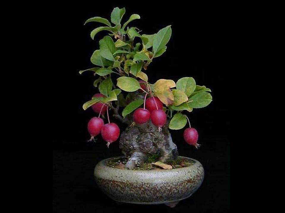 Drzewka Bonsai - bonsai 51.JPG
