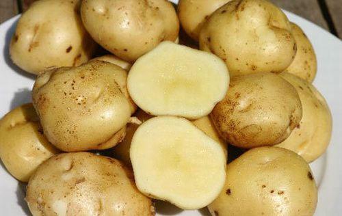 Ziemniaki La Banotte - ziemniaki2021.jpg