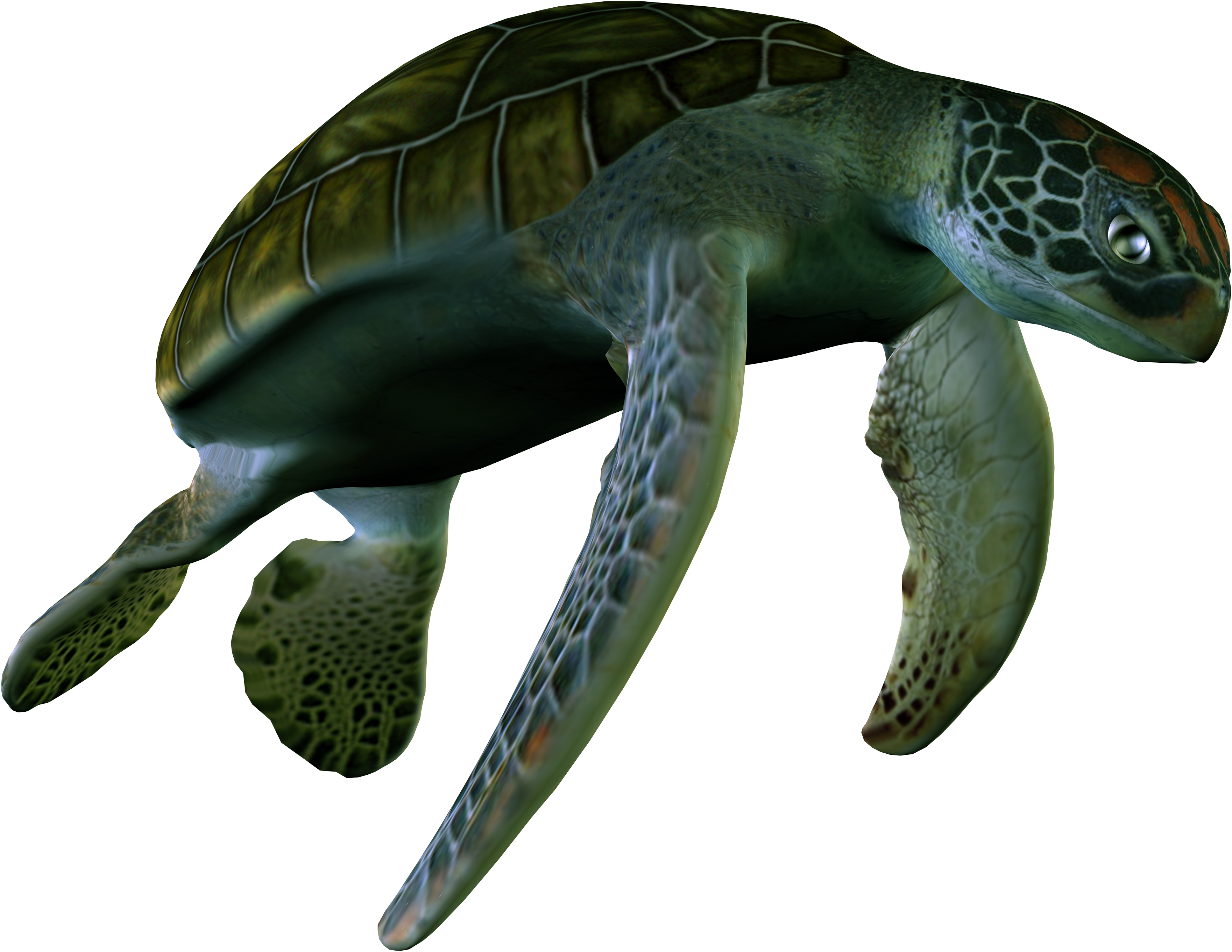 Żółwie-PNG - żółw39.png
