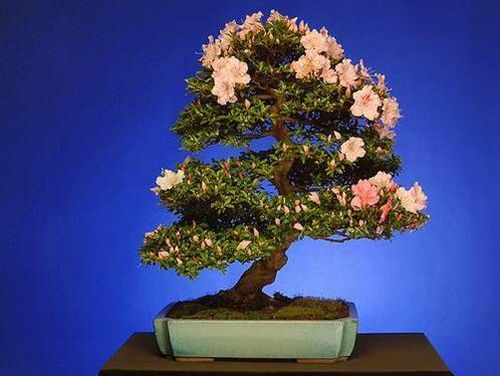 drzewka bonsai - 53.jpg