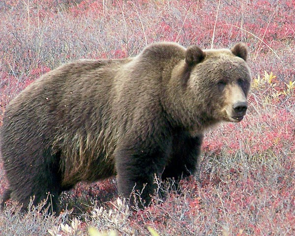 Grizzly - Grizzly_bear_at_Denali_jpg.JPG