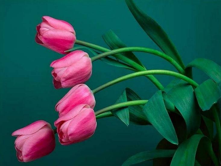 tulipany - tulipany 38.jpg