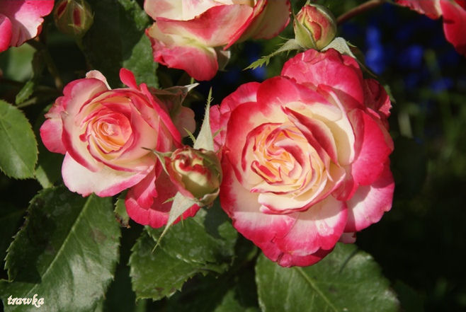 róże - moje_rosarium.jpg