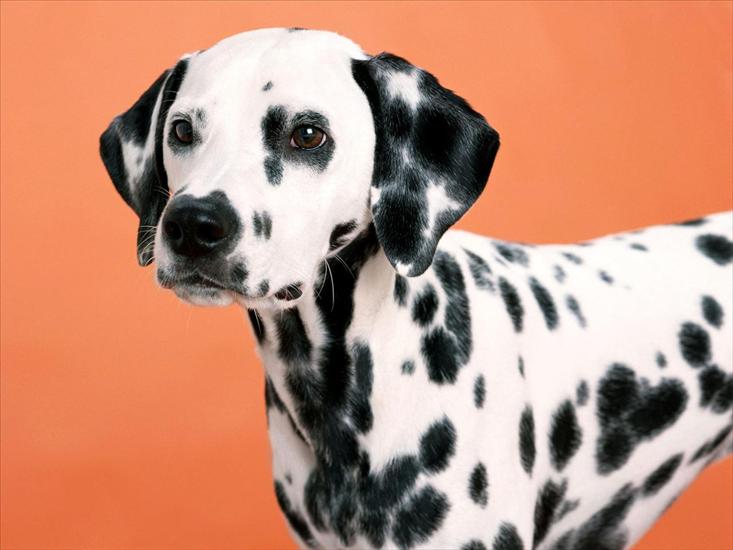 PIESKI - Dalmation_Dog_8554_1600_1200.jpg