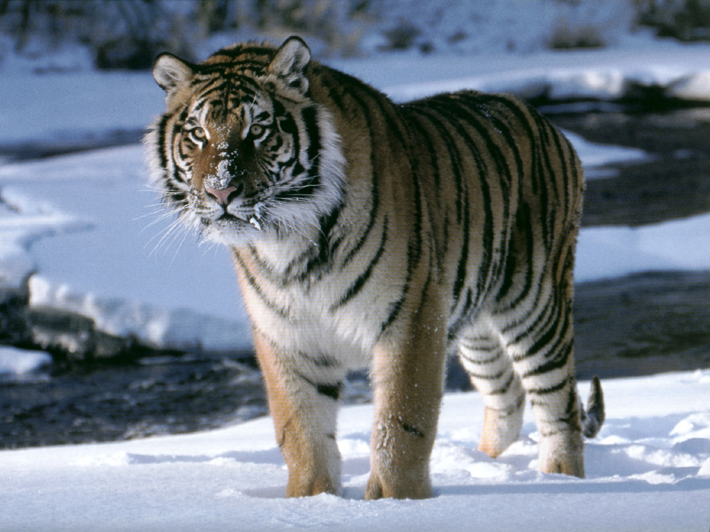 O różnej tematyce - Tiger34.jpg