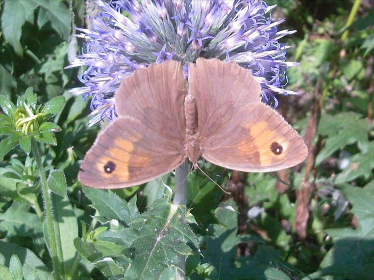 Motyle na kwiatach - M 35.jpg