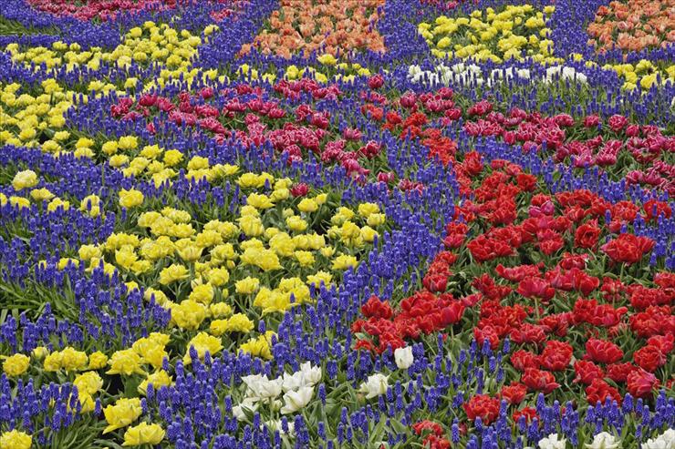 tapety - Flower Patterns, Kuekenhof Gardens, Netherlands.jpg