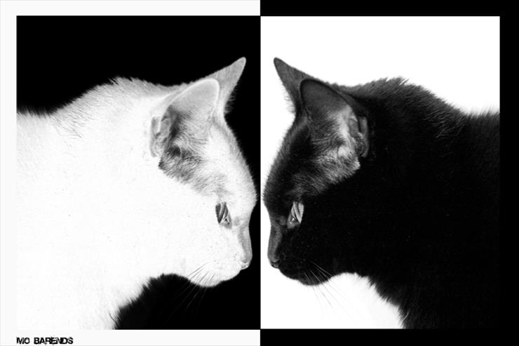 koty i ich rodzina - black_cat__white_cat_by_Mo6.jpg