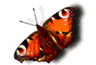 Kolorowe motylki, rybki - 70047.gif