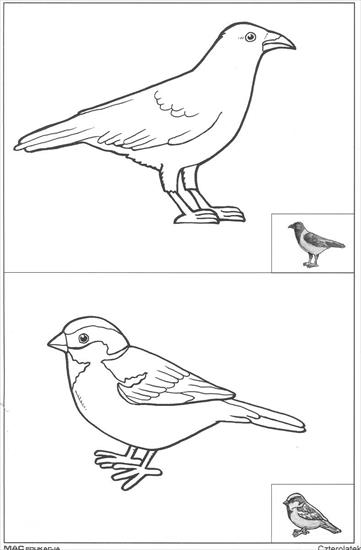 Ptaki1 - ptaki  -szablon.jpg