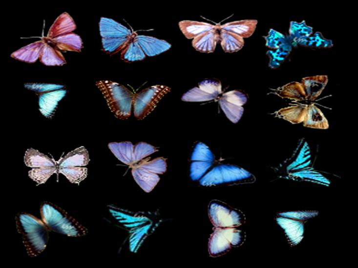 Motyle - motyle niebieskie.png