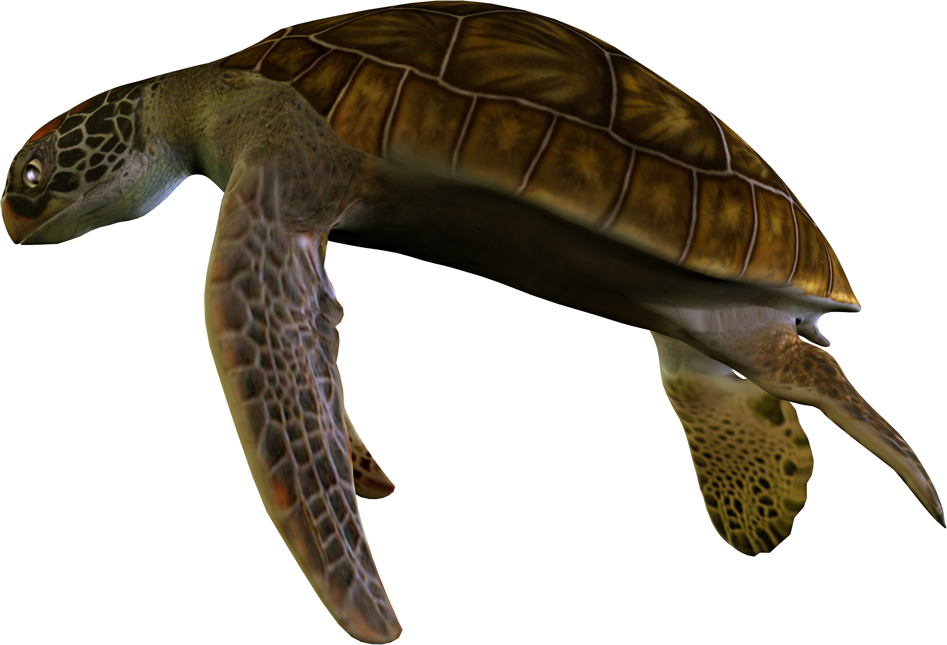 Żółwie-PNG - żółw4.png