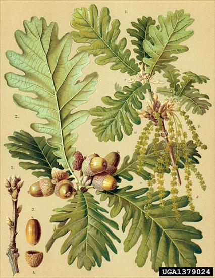 Fagaceae - Quercus frainetto.jpg