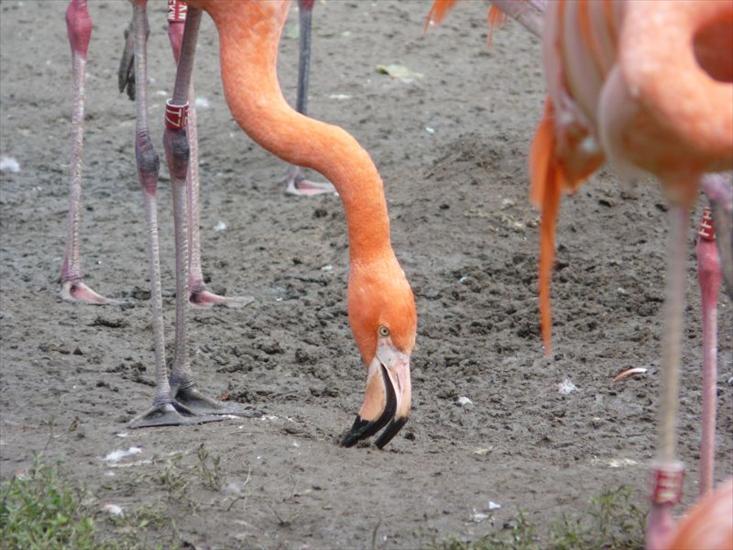 Flamingi - flaming_ptak_bird_voegel_przyroda_natura_nature_animal_tier.jpg