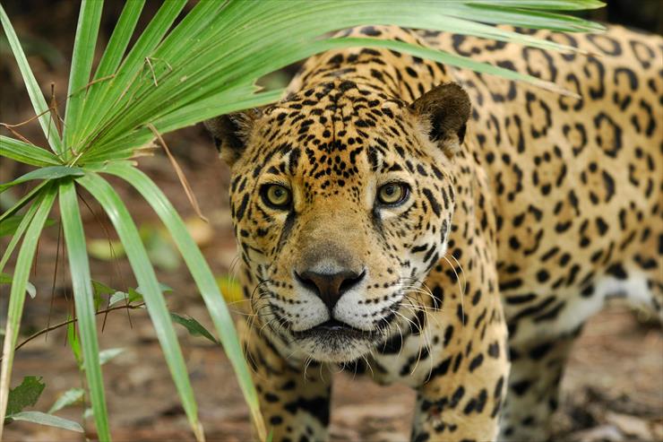 Big Cats - 03 - Jaguar Peering Through Brush, Belize.jpg