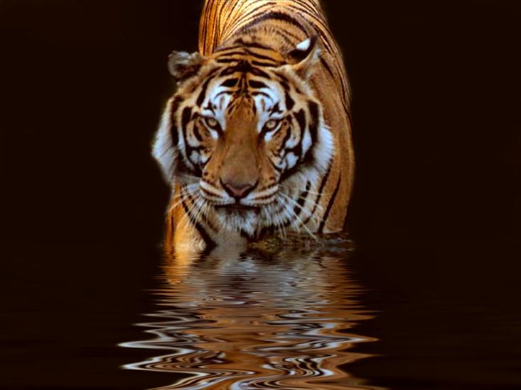 Tapety Wallpapers - Tiger.jpg