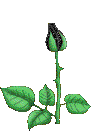 Kwiaty1 - blackrose7.gif