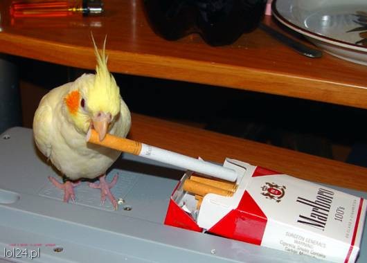 Humor - papuga i papierosy.jpg