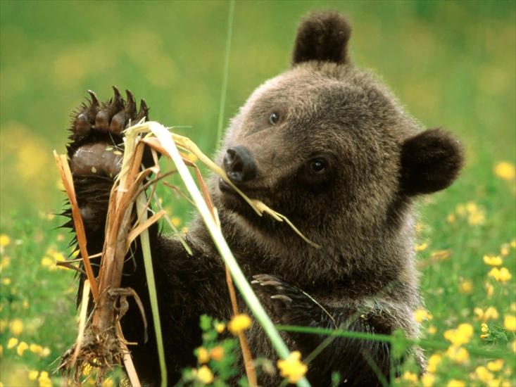 Misie - Polarne, grizzly, inne - Cattail_Eating_Grizzly_Bear_Colorado-1600x1200.jpg