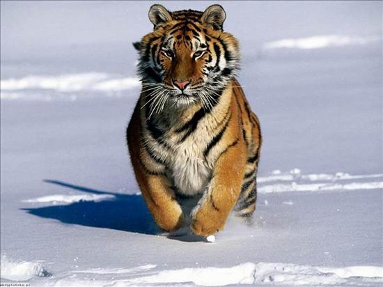  Zwierzaki  - tygrys.jpg