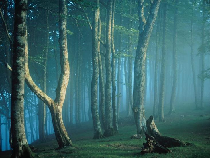 Ciekawe drzewa - irati_forest.jpg
