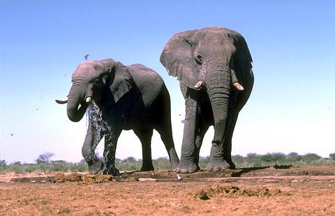 Słonie - s2.jpg