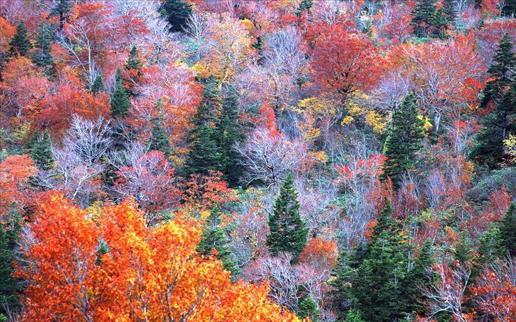 Liście drzew jesienią - 19.jpg