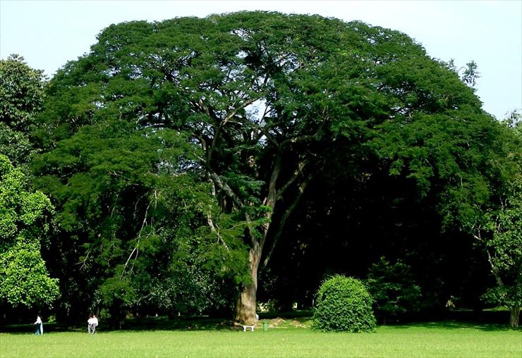 drzewa i krzewy - most-huggable-tree-sri-lanka-botanical-garden-photo.jpg