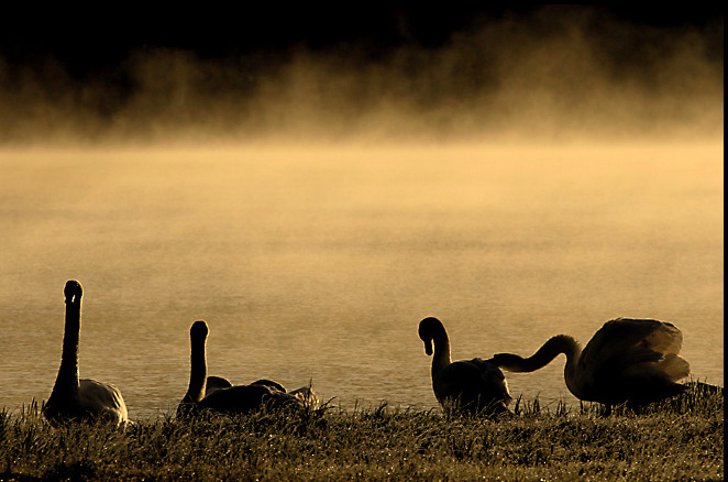 FOTO BORY TUCHOL - Pobudka_-_fotografie_labedzi_35871.jpg