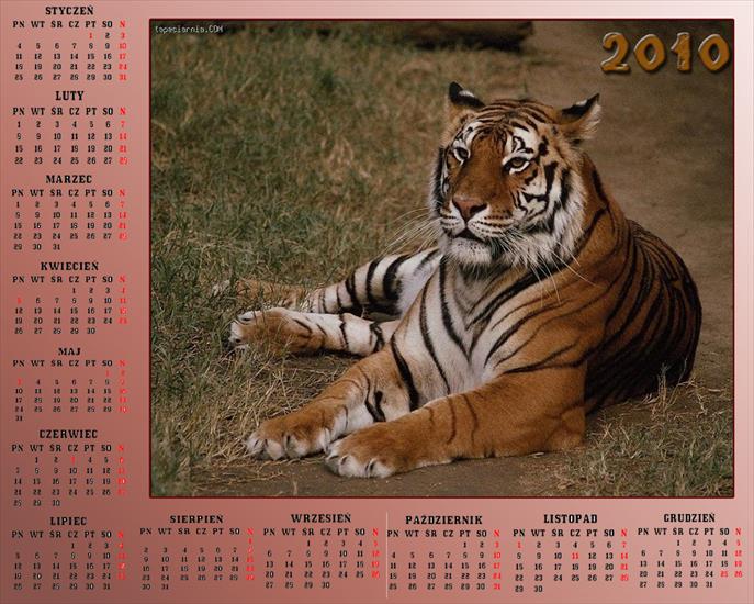 Kalendarze z różnymi zwierzętami - Bez nazwy 16.jpg
