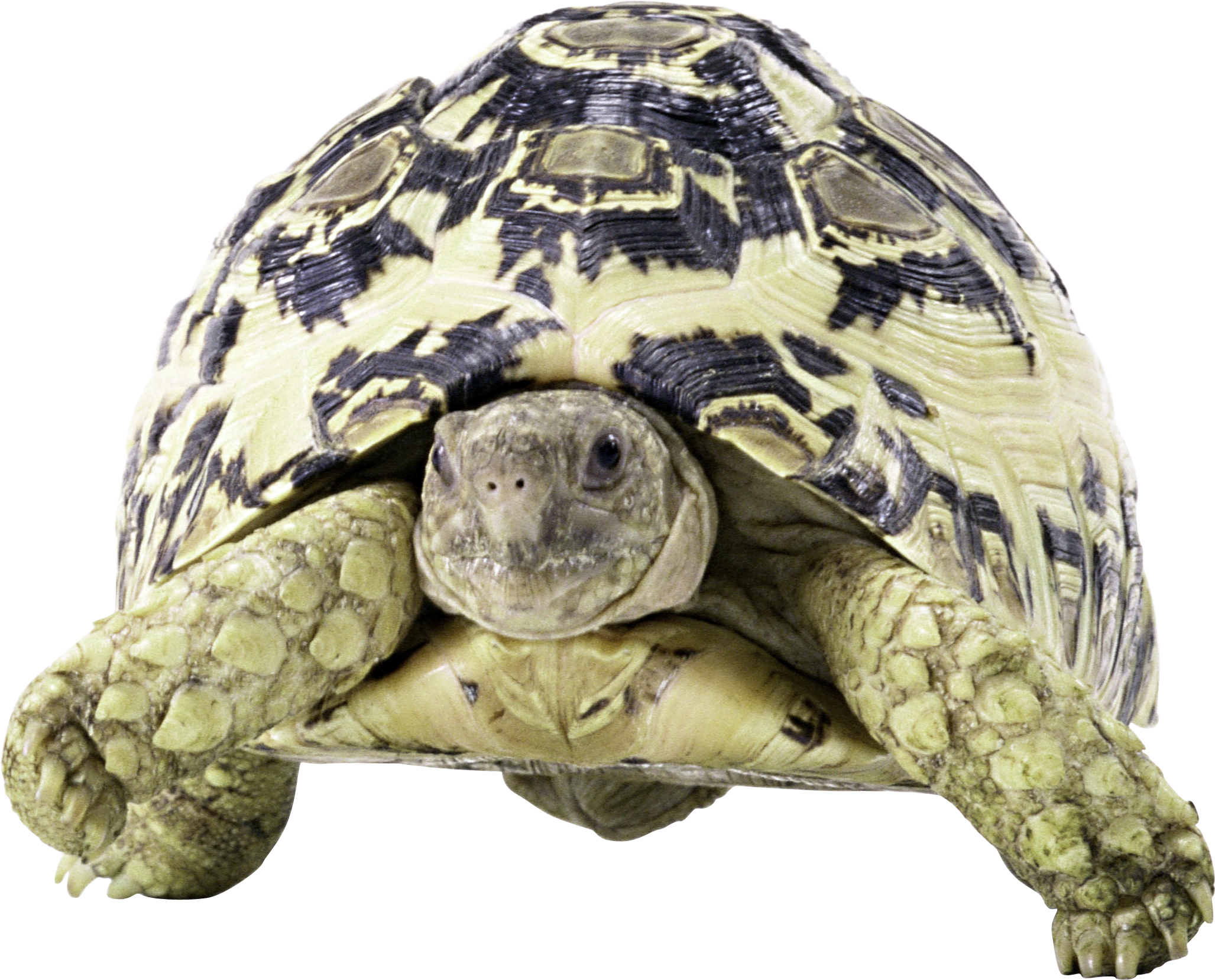Żółwie-PNG - żółw20.png