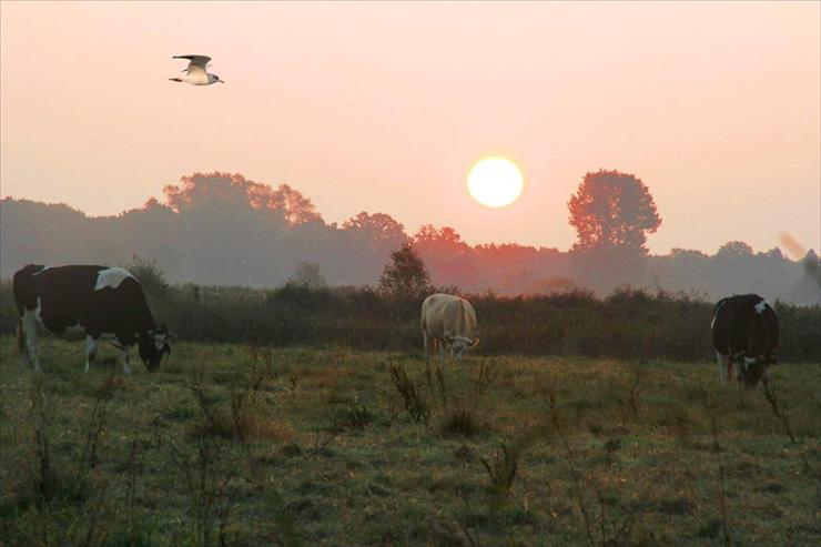 Holandia - Sonnenuntergang1-gross.jpg