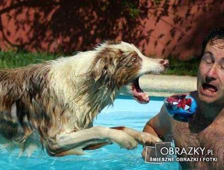 humor - pies-w-locie-761-OBRAZKY_PL.jpg