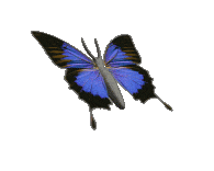  8 małe ładne    - motylek niebieski.gif