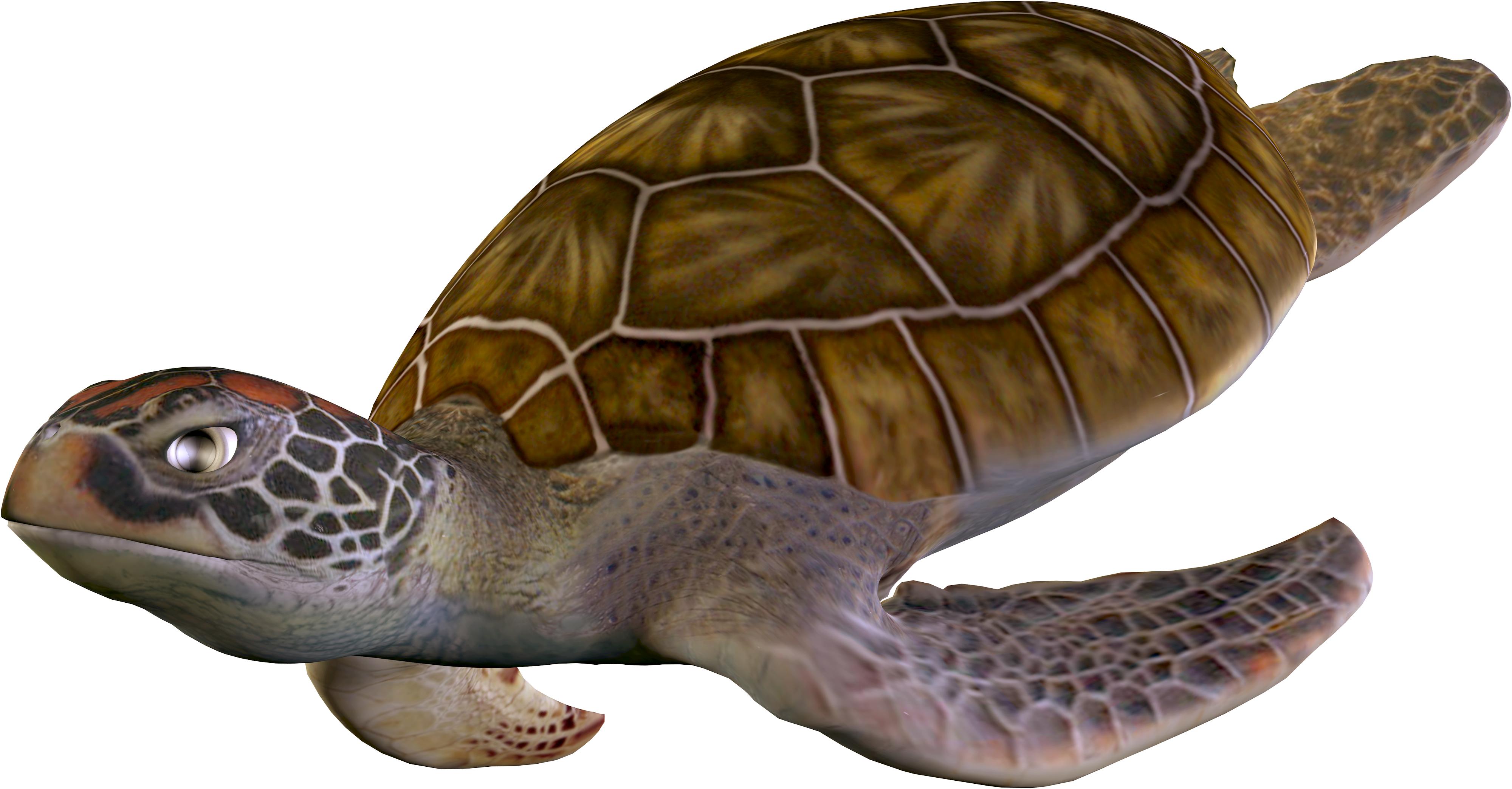 Żółwie-PNG - żółw7.png