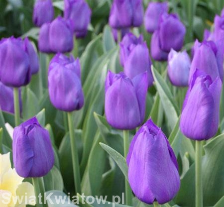 Kwiaty różne - Tulipan 41.jpg