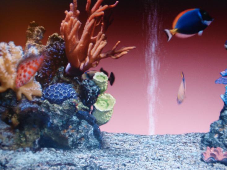 Akwarium koralowe i egzotyczne rybki na zdjęciach - 2009-09-16_01-42-34_P9163924.JPG