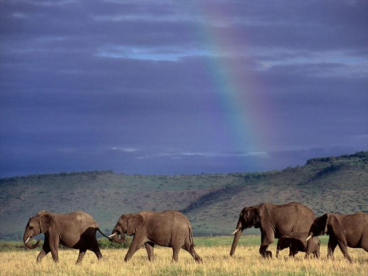 Słonie - stado słoni.jpg