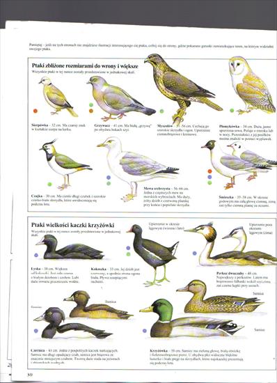 rozpoznawanie ptaków - FIL4595.JPG