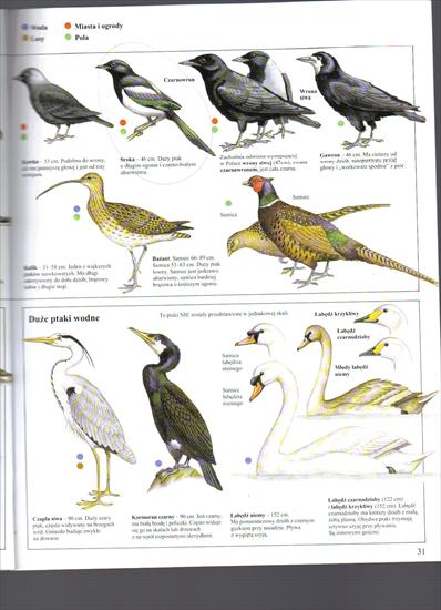 rozpoznawanie ptaków - FIL4596.JPG