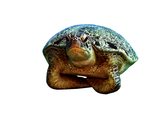 Żółwie-PNG - żółwik.png