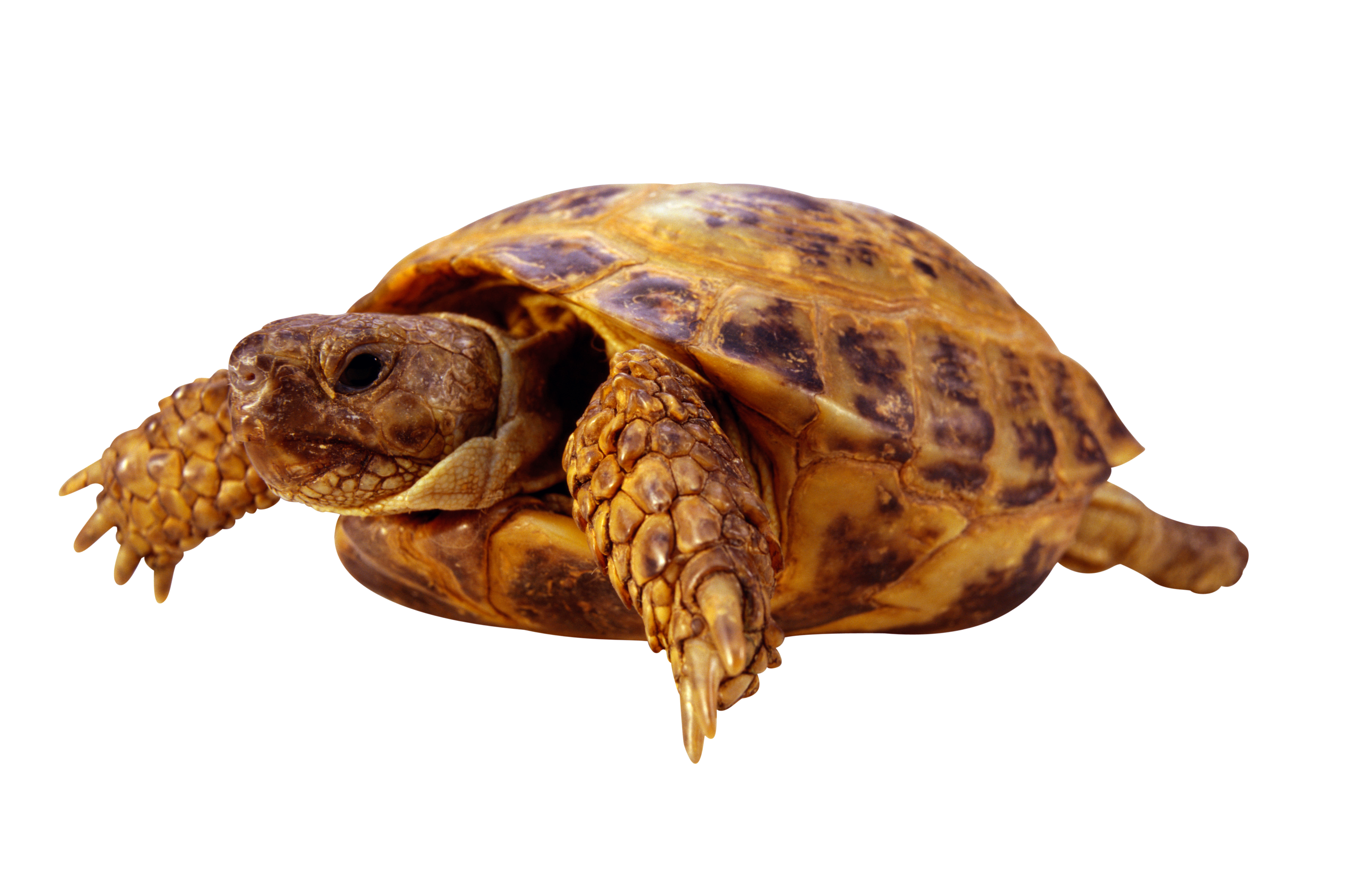 Żółwie-PNG - żółw33.png