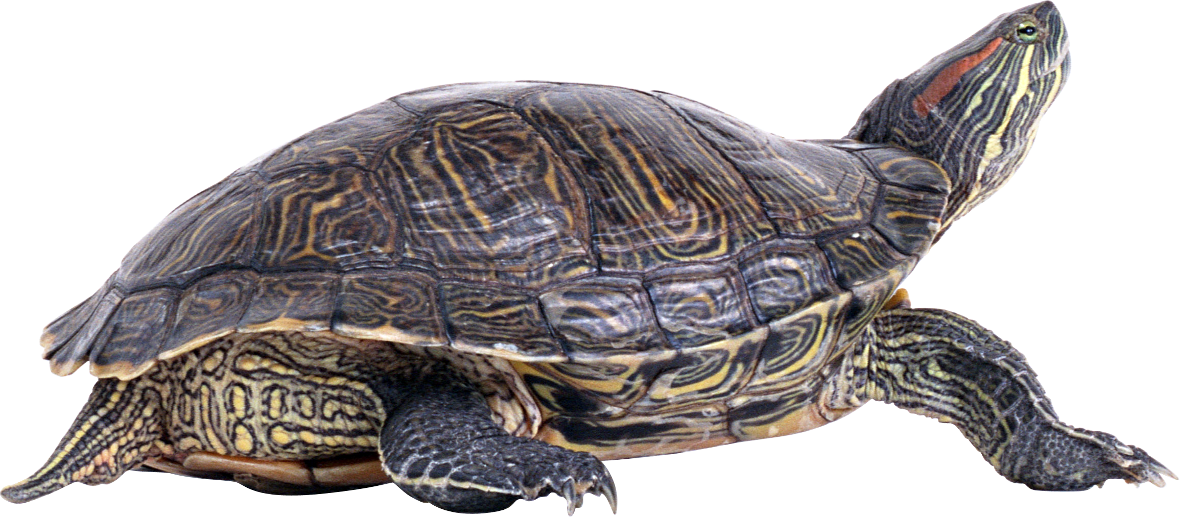 Żółwie-PNG - żółw6.png